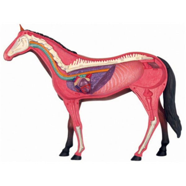 Djurorgan Anatomi 4d Häst Intelligens Montering Leksak Undervisning Anatomi Gör-det-själv-apparater