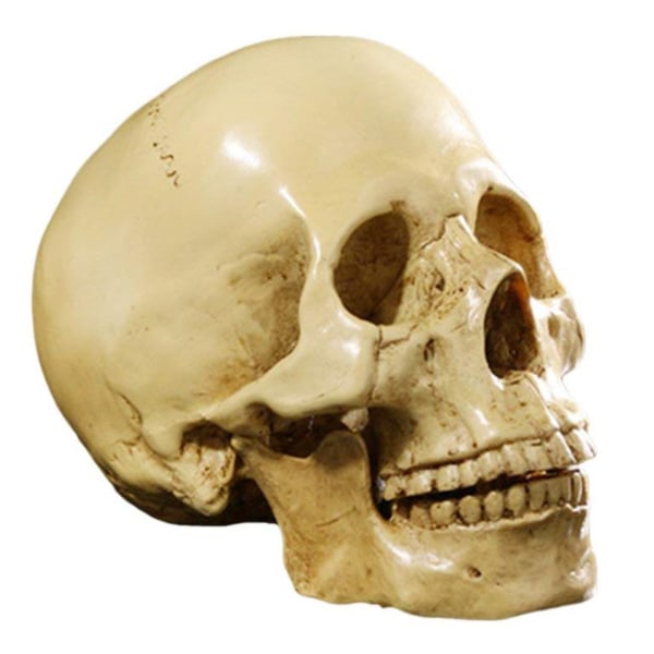 Model 1: 1 harpiks menneskeskalle Anatomisk undervisningsdekoration Gul