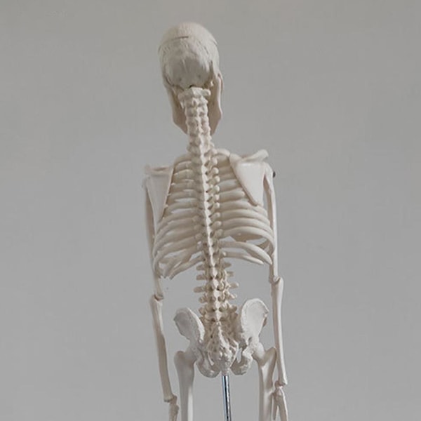 Manikin Menneskelig muskulær figurmodel Anatomi Menneskeskeletmodel Kunstnere Malerimodel Anatomisk menneskeskeletmodel