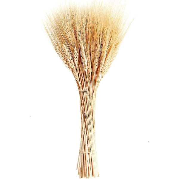 100 Pieces Natural Dried Wheat Stalks Golden Wheat Sheaves Stems Fall Harvest Wheat Bouq