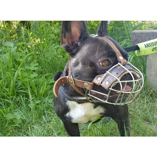 Metallkorgmunstycke för fransk bulldogg | Korgmunkorg för Frenchies Strong Metal munkorg