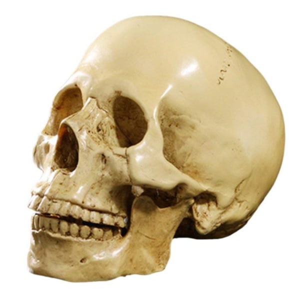Modell 1: 1 Resin Human Skull Anatomical Teaching Decoration Gul