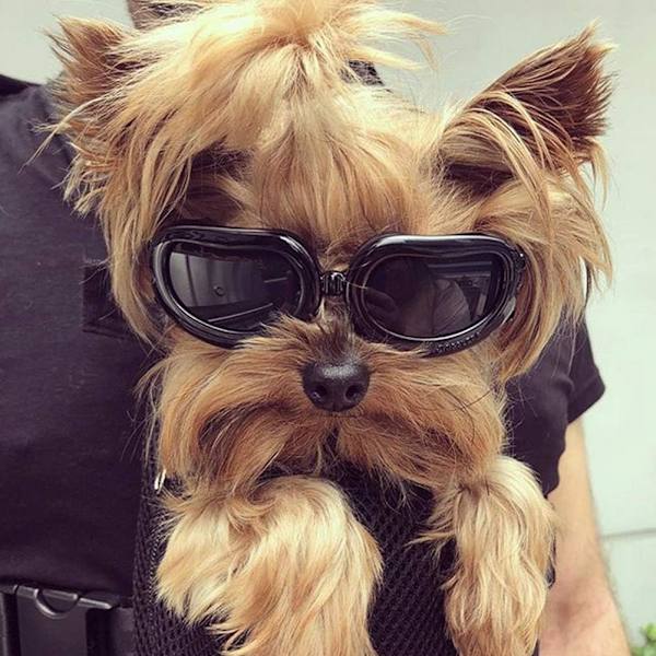 Hunde Goggles Anti-UV Hunde Solbriller, Kæledyr Goggles med Justerbare Remme til Katte Små Hunde-Sort