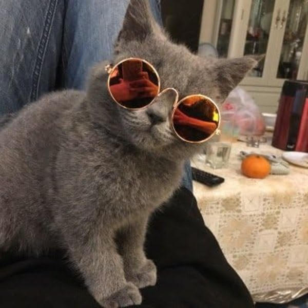 Solbriller med metallramme for små kjæledyr