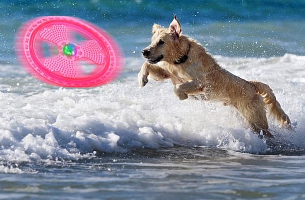 Hundeflyvende disk med blinkende LED-lys til natteleg