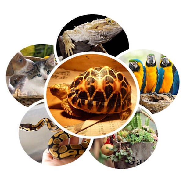 Vinter natvarme krybdyr varmelampe kæledyr bur varmer kit papegøje varmelampe multifunktionel belysning skildpadde varmer firben krybdyr fuglebur de