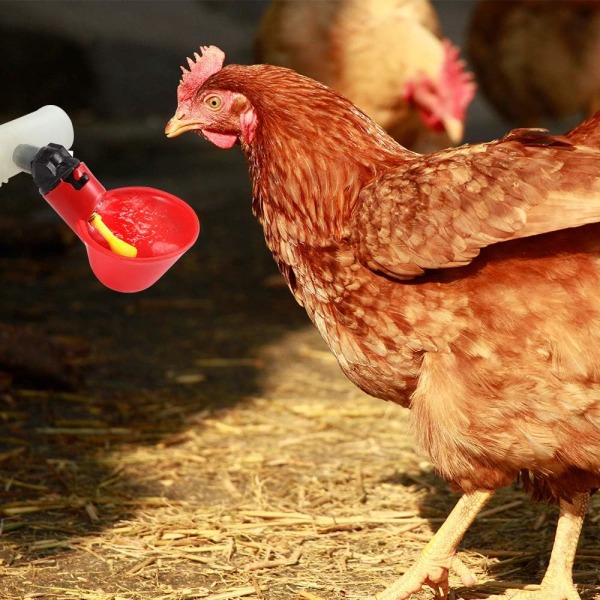 10 automatiske vanningskopper for kylling, automatisk kyllinghøne fuglevann
