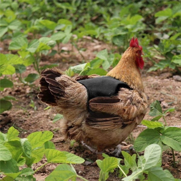5 stk Kyllingesadel, Hønsevingebeskytter, Kyllingerygbeskytter,
