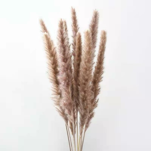 10 Pampagräs Naturtorkat Pampas Prydnad av torkade blommor (primärfärg)