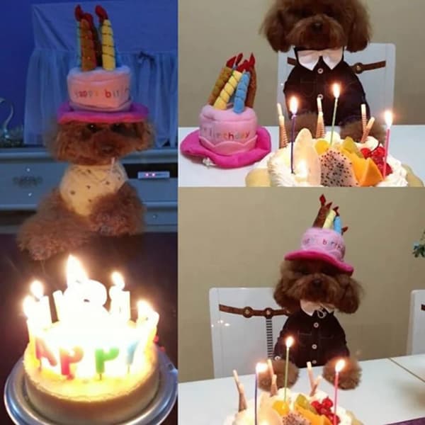 Hunde bursdagshatt med kake lys design fest kostyme tilbehør hodeplagg blå (blå)