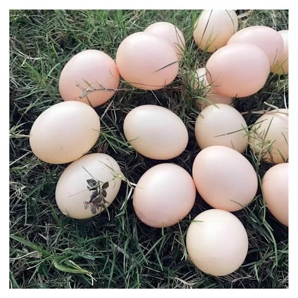 6 st Konstgjorda ägg falska höns äggläggningsholk i praktisk plast