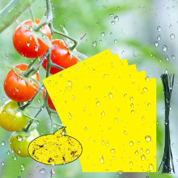 20-pack fruktfluga dubbelsidiga fällor (10*15cm), gula klibbiga flugfällor för växtskydd och skadedjursbekämpning för inomhusväxter, flugpapper för Fl