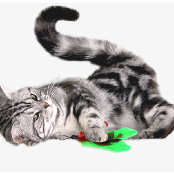 Pet Fit For Life Worms Teaser och Exerciser för Katt och Kattunge - Interaktiv Kattleksak Kattspö, grön