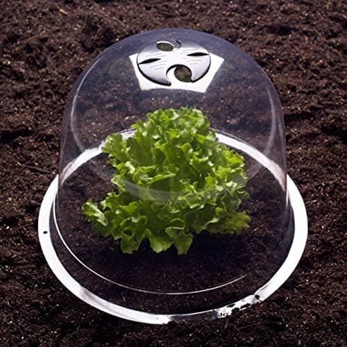 Salatklokke x5 Drivhus for planter