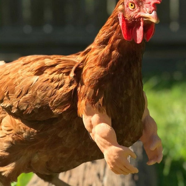 Hen Muscle Arms For Hen - Morsom Gave For Hen - For wearing Muscle