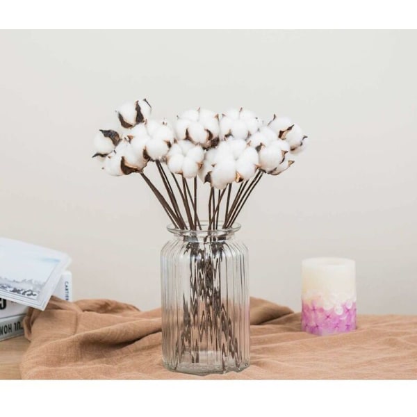 Sett med 30 ekte tørkede bomullsblomster med stang, 30 cm