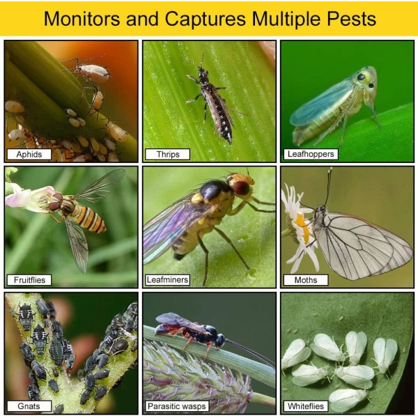 20 kpl Hedelmäkärpästen Liimapyydyksiä (10*15cm), Keltaiset Liimapyydykset Kasvien Suojeluun ja Sisätilojen Tuholaisten Torjuntaan, Lentävien Hyönteisten Pyydykset, Mosq