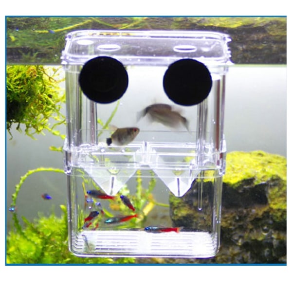 Fiskuppfödning Box, Flytande akvarium Akryl kläckeri, Baby Fish