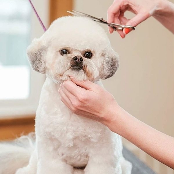 Hundesaks i rustfrit stål, skarpe 4,5 tommer, professionelle hundesaks til katte, hunde og andre kæledyr