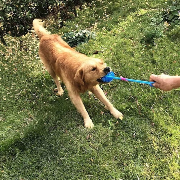 Hunde Pive Lægebolde 2 Pak, Hunde Piggede Bolde Høj Bounce Egnet til Små Mellemstore Store Kæledyr Hundelegetøj (Grøn og Blå)