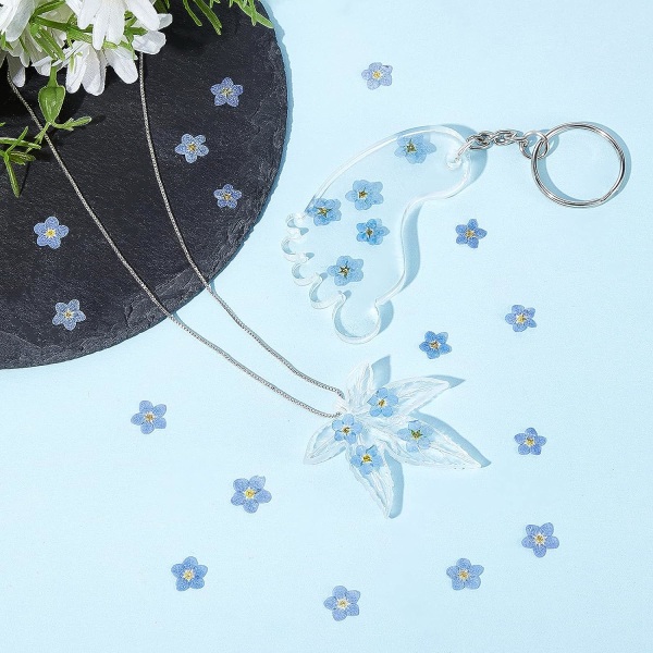 (100) Naturlige Myosotis Tørrede Blomster Tørrede Blomster Glem Mig Ikke Ægte Tørrede Pressede Blomster til Lys Kortfremstilling Smykker DIY Neglekunst Harpiks Ornament