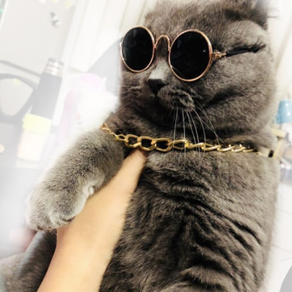 Kissan aurinkolasit kultaketjun pukukoristeet- kissan UV-suoja