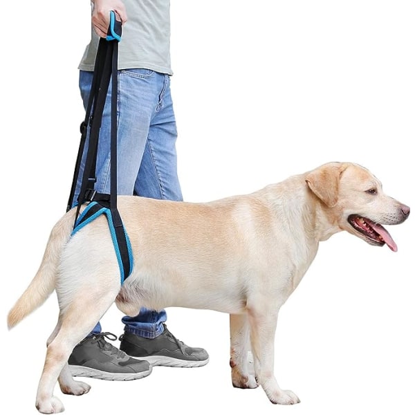 Blåt hundeløftestøttebælte (benomkreds 25-35 cm) - Et hundestøttebælte til bagbenene, der hjælper med at løfte bagbenene, bruges til bagstøtten b