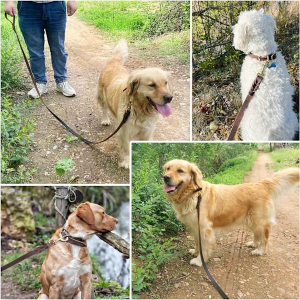 Koppel hund koppel husdjur koppel husdjursprodukter koppel hund promenadrep hundkoppel