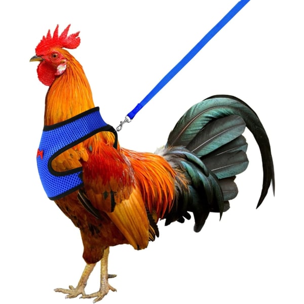 M-Molain justerbar kycklingsele med koppel, bekväm hönsväst Andas kycklingträningssele Mesh för 1-5 kg ​​andgås (blå)