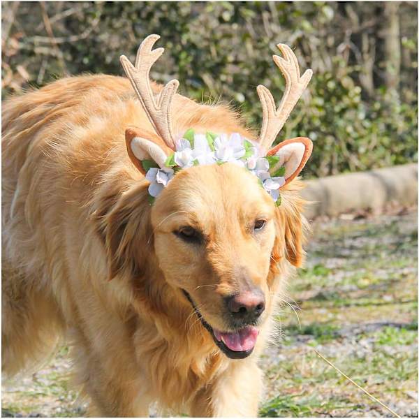 Jul hund horn diadem ren horn jul horn katt och hund diadem blommor stora hundar