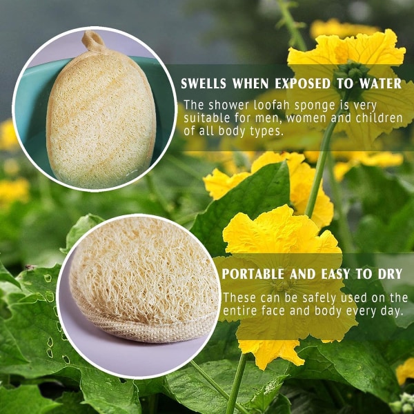 Naturlig Loofah Sponge Exfoliating Body Scrub (2-pack) Gjord med miljövänliga och biologiskt nedbrytbara dusch Loofah svampar, Luffa Lämplig för män och kvinnor