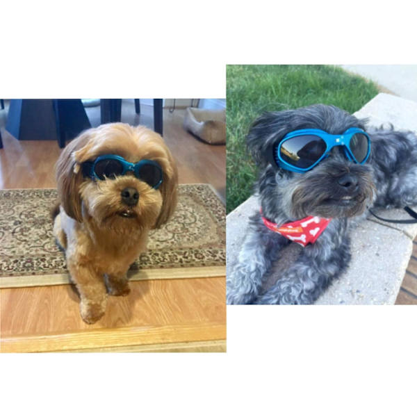 M-Dog Goggles, lemmikkieläinten aurinkolasit, taitettavat koiranlasit UV-suojalla (sininen)
