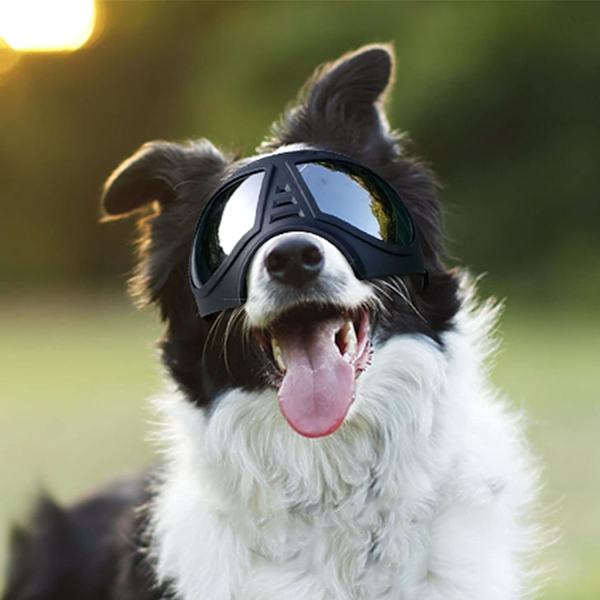 Solbriller til hunde - Beskyttende briller til store hunde - Til udendørsaktiviteter - Hvid