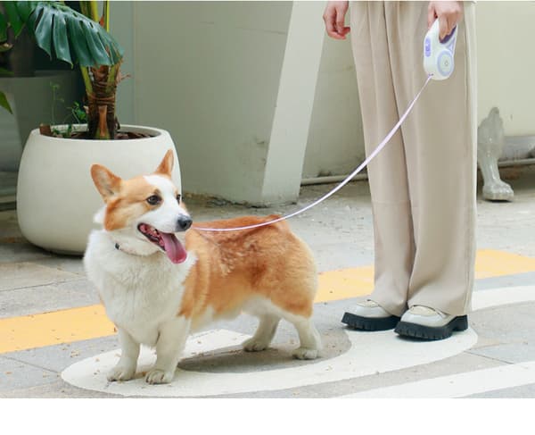 Retractable Dog Leash With Light,dogs Or Cat Flashlight Purple