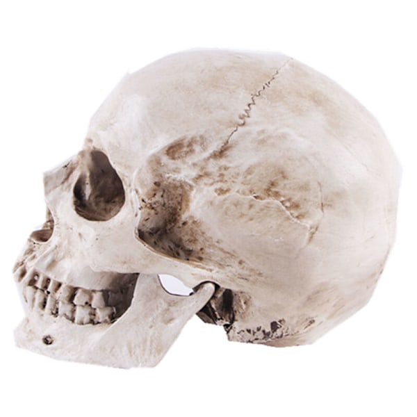 Menneskekraniemodel - Medicinsk skelet i realistisk resin - REPLIKA AF LAIVER GOOD TEA til anatomisk medicinsk brug og dekoration til Dhallooween-festival