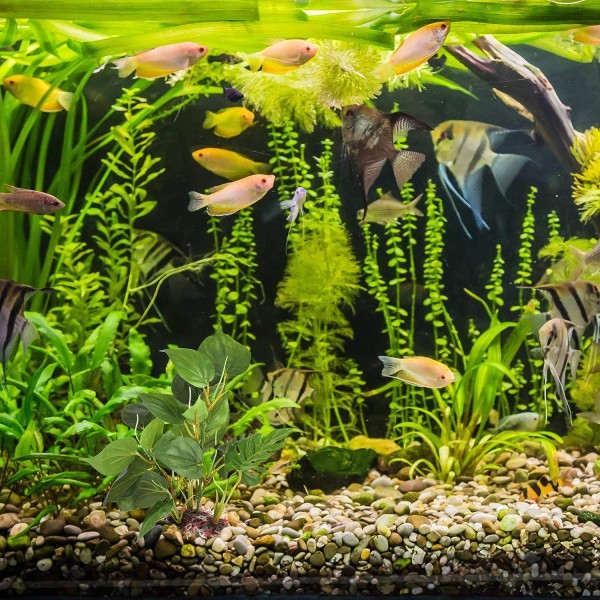 Konstgjorda växter för akvarier - Falska dekorationer - Akvariedekorationer gröna blad - 20 cm - Hemma akvarium - En naturalistisk och realistisk desi