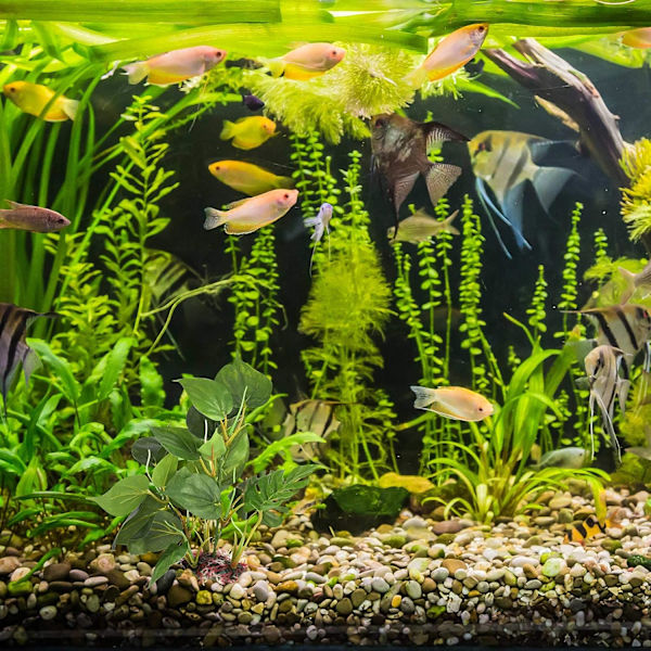 Kunstige planter for akvarier - Falske dekorasjoner - Akvariedekorasjoner grønne blader - 20 cm - Hjemmeakvarium - En naturalistisk og realistisk desi