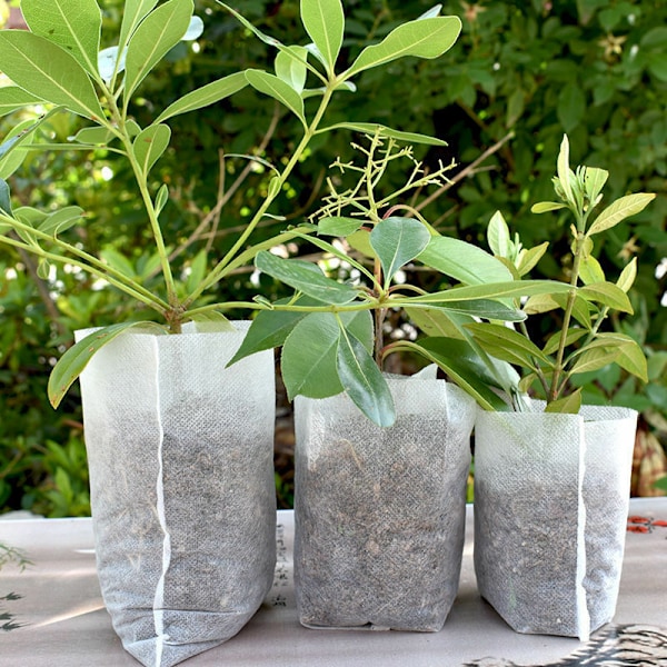 Set med 500 biologiskt nedbrytbara påsar, non-woven tyg för sådd av växter, odlingspåsar (14 x 16 cm)