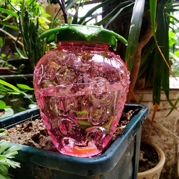 2 stk. Kegle Vandingsflaske 500ML, Ler Kugle Indendørs Plante, Automatiske Vandingssystemer til Plantepotte, Vanddispenser Planter Vanding Ferier Tran