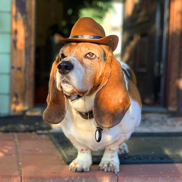 Lemmikki Koira Cowboy Hat Cosplay Cap Pentu Lemmikki Koira Kissa Loma Asu Lemmikki Juhla Koristelu