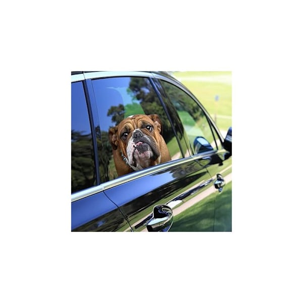 Bulldog Oikean Puolen Auton Ikkuna Vinyylitarra