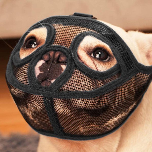 Museum för hund Kort Museau Bulldog Stopp Hundbitning Skällande Tuggande Shawful Svart S