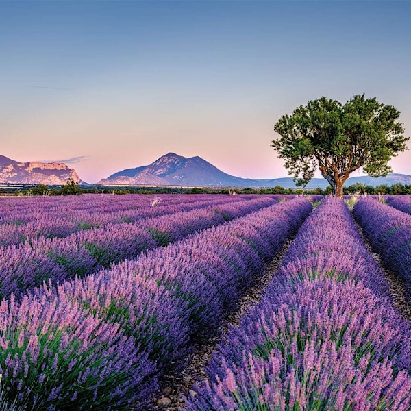 25 poser tørret lavendelblomst duftpose gazepose duftpose fyldt duftpose til at hjælpe med søvn