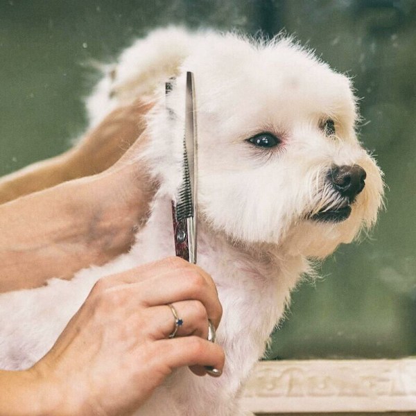 Professionel sikkerhedssaks 6 i 1 4CR i rustfrit stål til hunde, katte og andre dyr