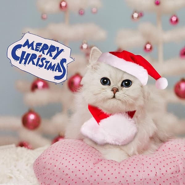Julekostume til kæledyr, kattes julehat med halstørklæde, julekostume til hvalpe