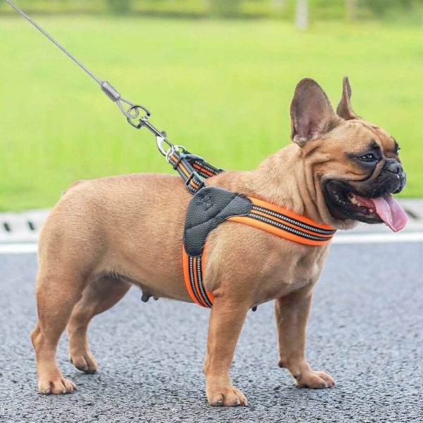 Festekabel for hund opp til 80 kg, 3 meter, bånd for små, mellomstore eller store hunder (blå)