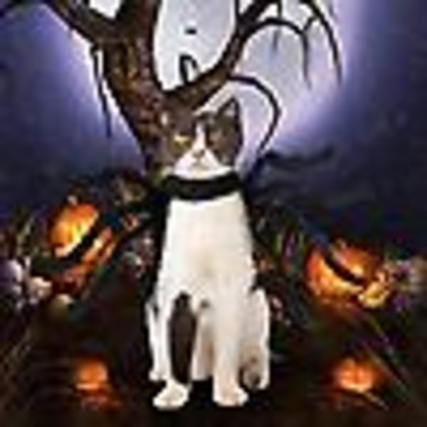 Kæledyrs Kostume Edderkop Halloween Kæledyr Cosplay Hund