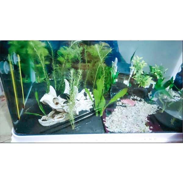 Harpiks Dinosaur Triceratops Dinosaur Skull Akvarium Fisk Tank Dekorasjoner Hule Landskap for Slange, Fisk, Reker
