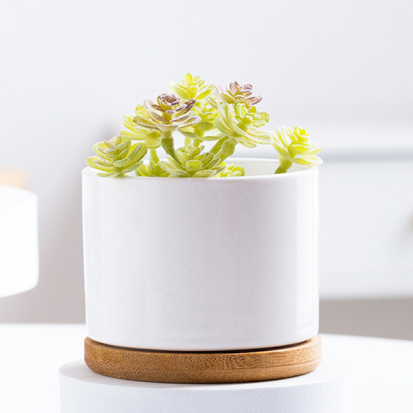 Sukkulenta planter, vit minikeramisk planter utan bambubricka, 1 st - Växt ingår ej