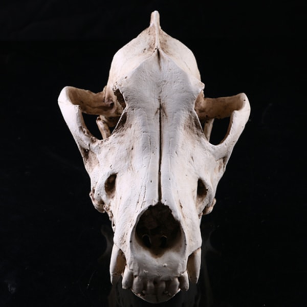 Wolf Skull Resin Craft Replica Wolf Skeleton Model Halloween Part